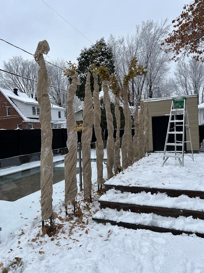 Fermeture de terrain avec arbres enveloppés par MG.CO Entretien